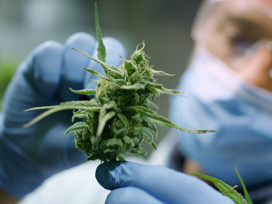 Extracting CBD Oil From Hemp