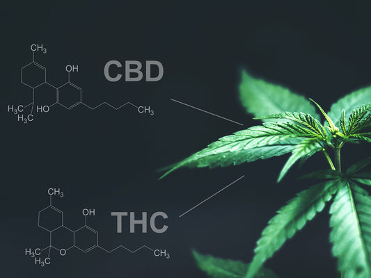THC Vs. CBD: Know The Actual Difference Before You Start