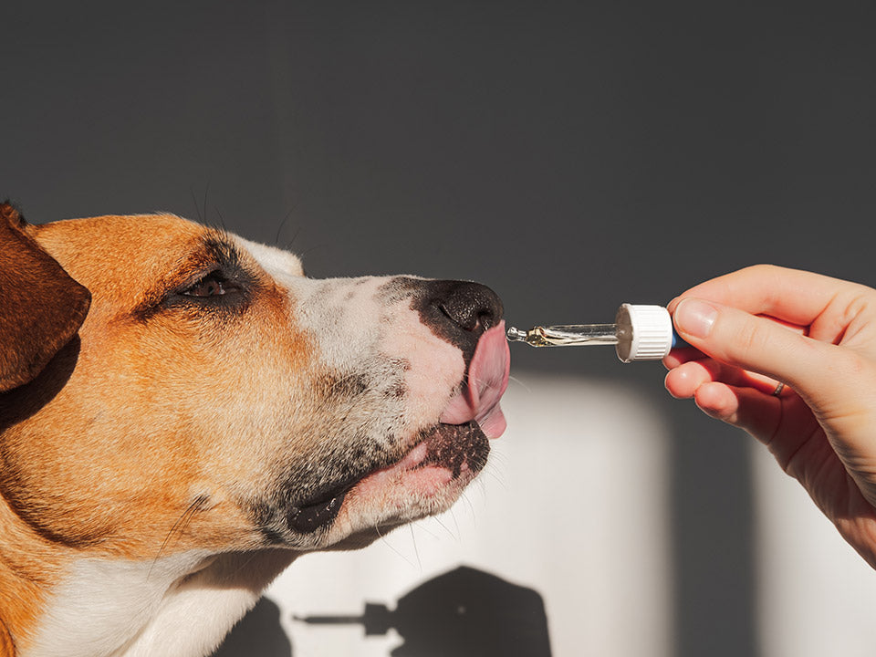 CBD for Dogs: A-Z of CBD for your dog