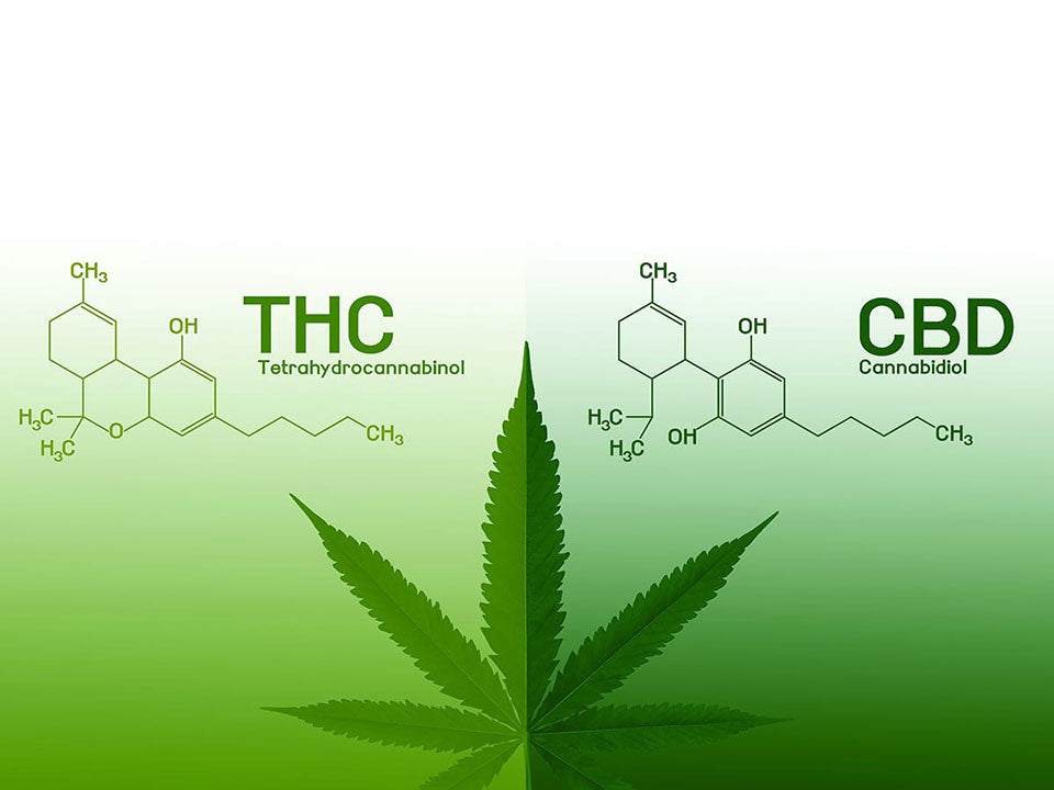 THC Vs. CBD: Know The Actual Difference Before You Start
