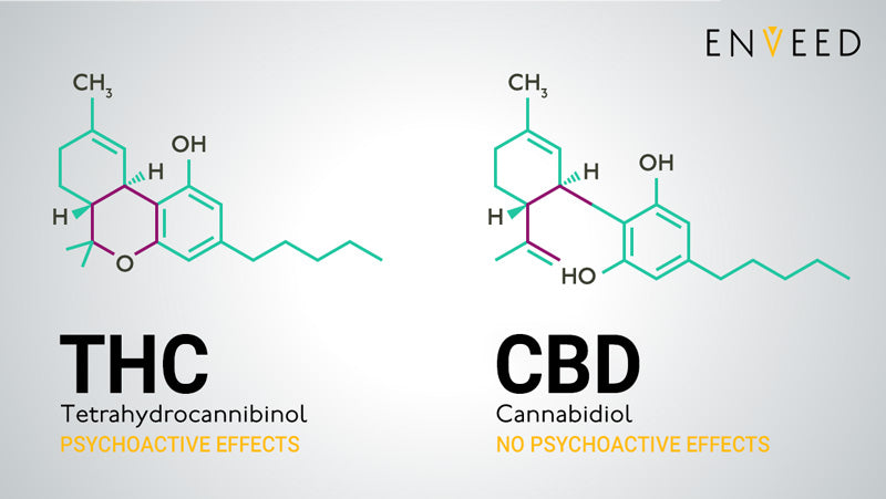 THC vs CBD - Enveed