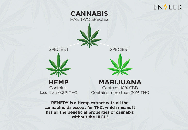 Difference Between CBD, Cannabis, Hemp, Marijuana
